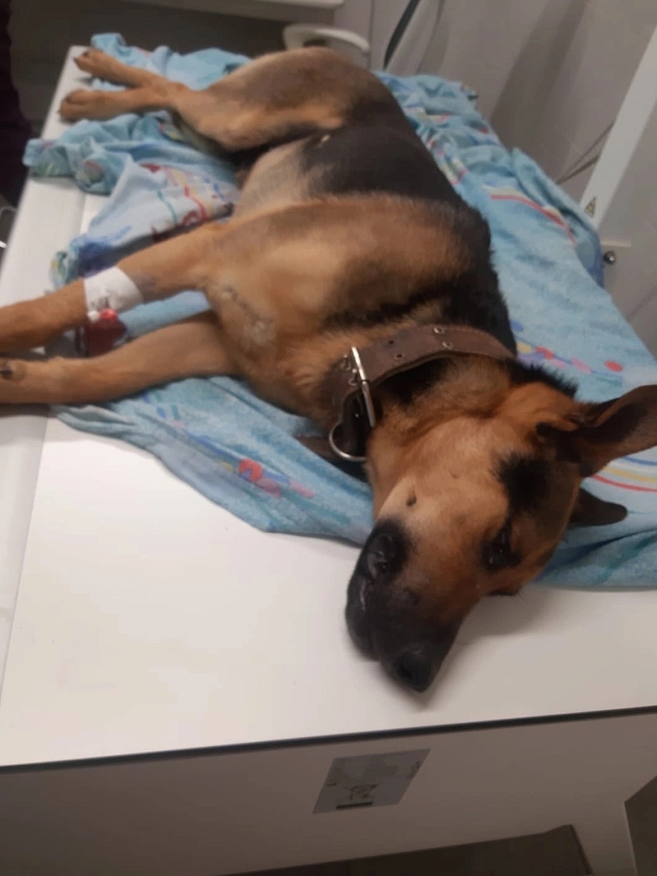 Прокуратура Нижнекамска проверит информацию о массовом расстреле собак 