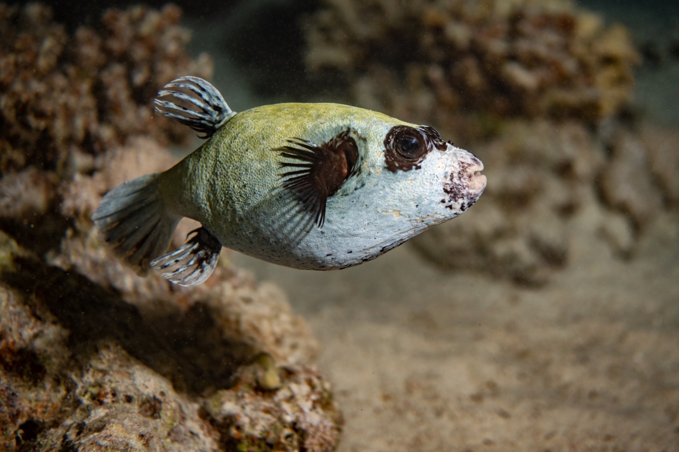 Андрей Балта показал ядовитого ската и нерпу, которые позировали ему в море 