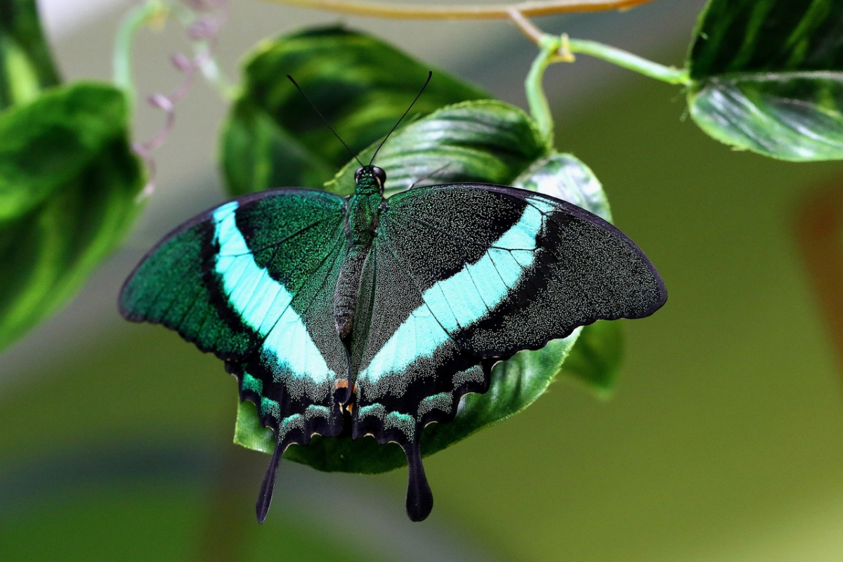 Райские бабочки со всего мира: в Челнах открылась уникальная выставка