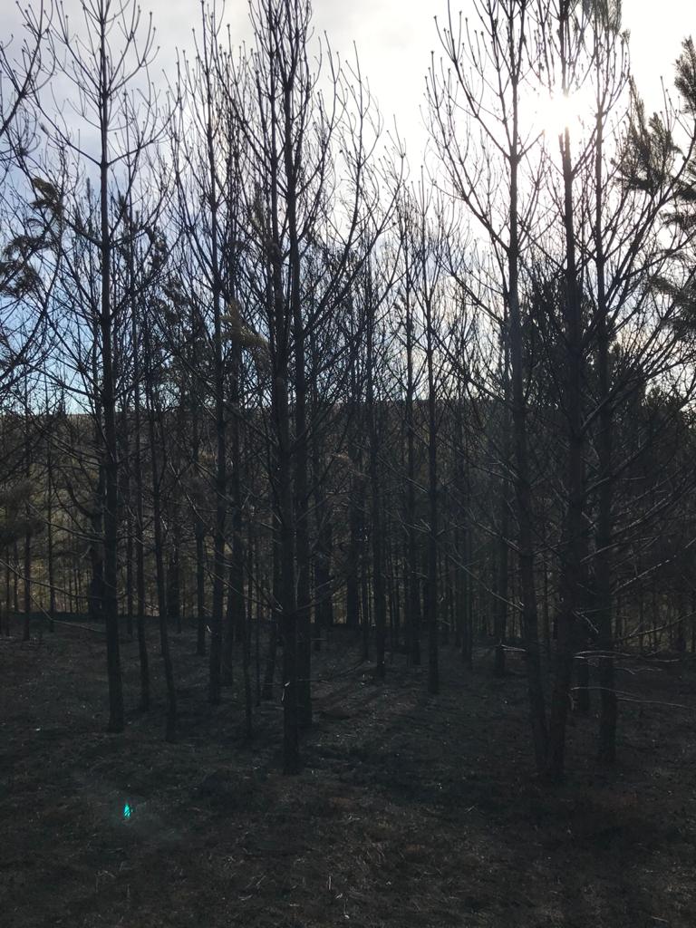 В Тукаевском районе пожар уничтожил 12 га сельхозугодий известного бизнесмена