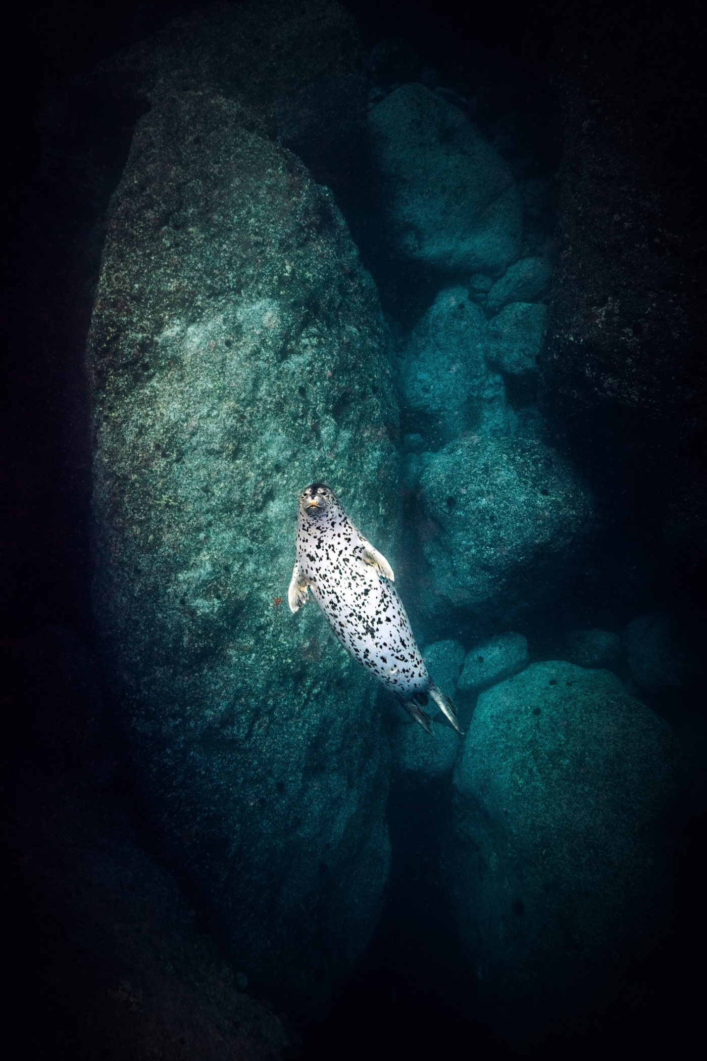 Андрей Балта показал ядовитого ската и нерпу, которые позировали ему в море 