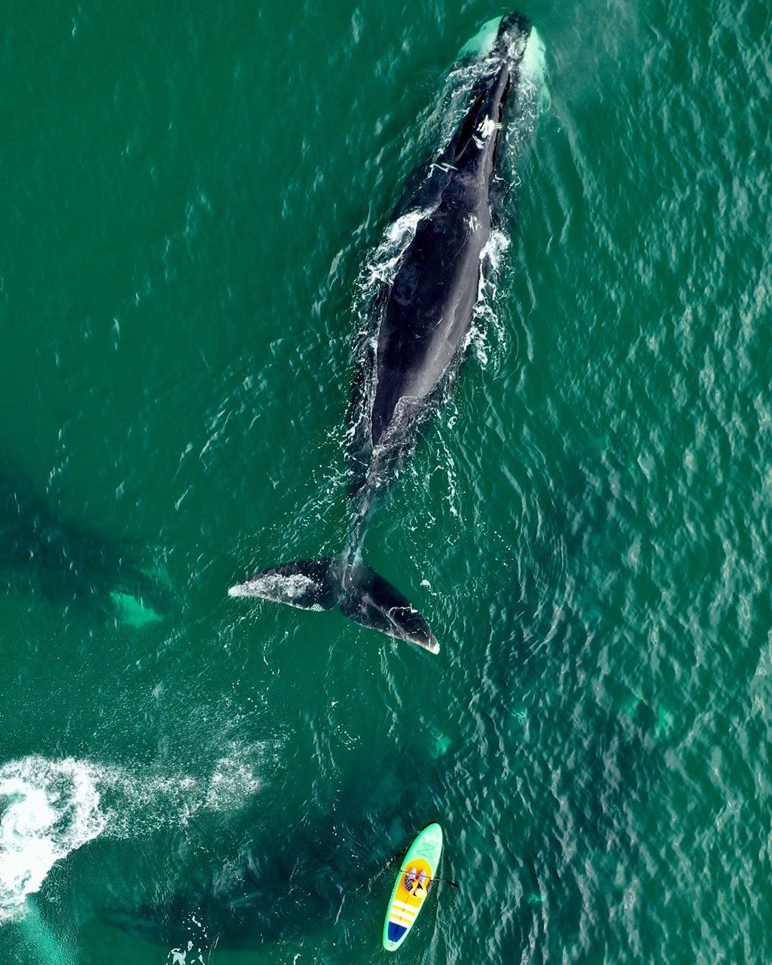 Андрей Балта снял стаю гренландских китов в Охотском море (фото)