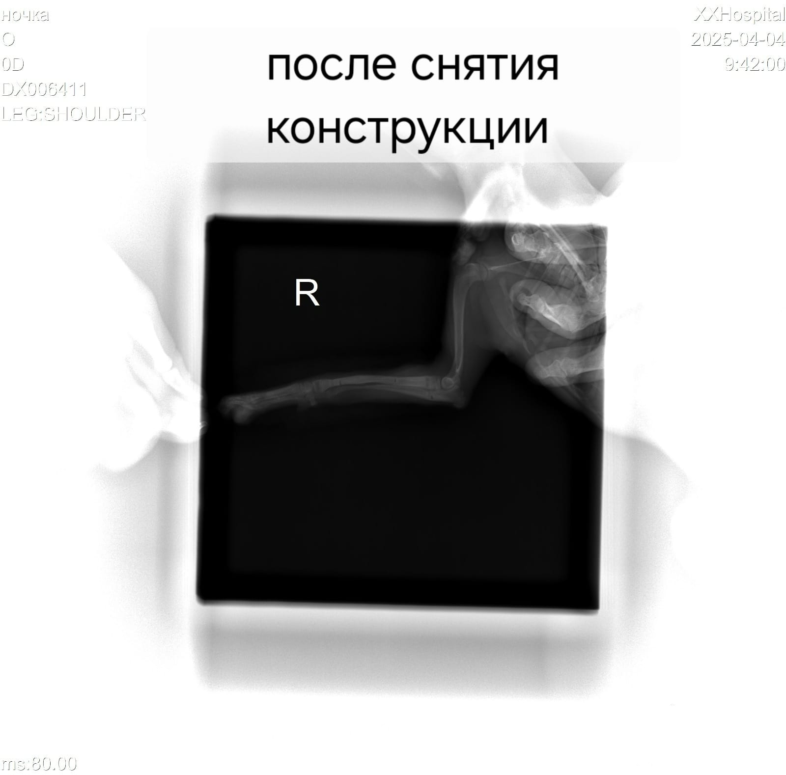 В Зверополисе спасли щенка шпица с помощью методики Илизарова