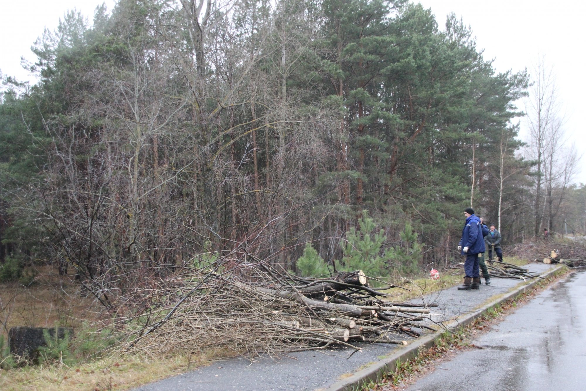 Коммунальщикам поручили спилить 16 га леса в Прибрежном (фото)
