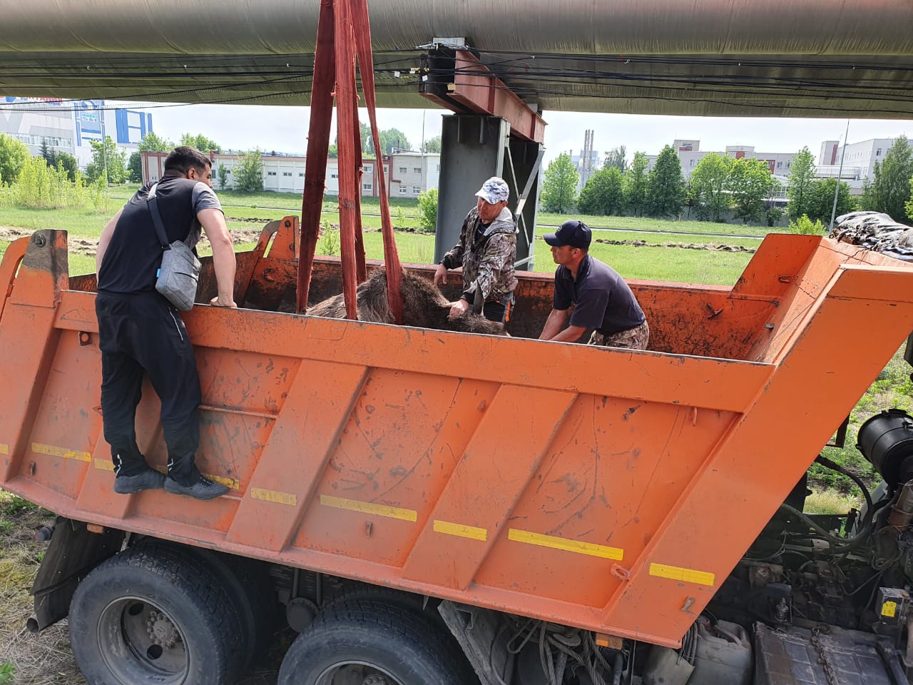 В Челнах погиб застрявший в трубах теплотрассы лосенок (видео)