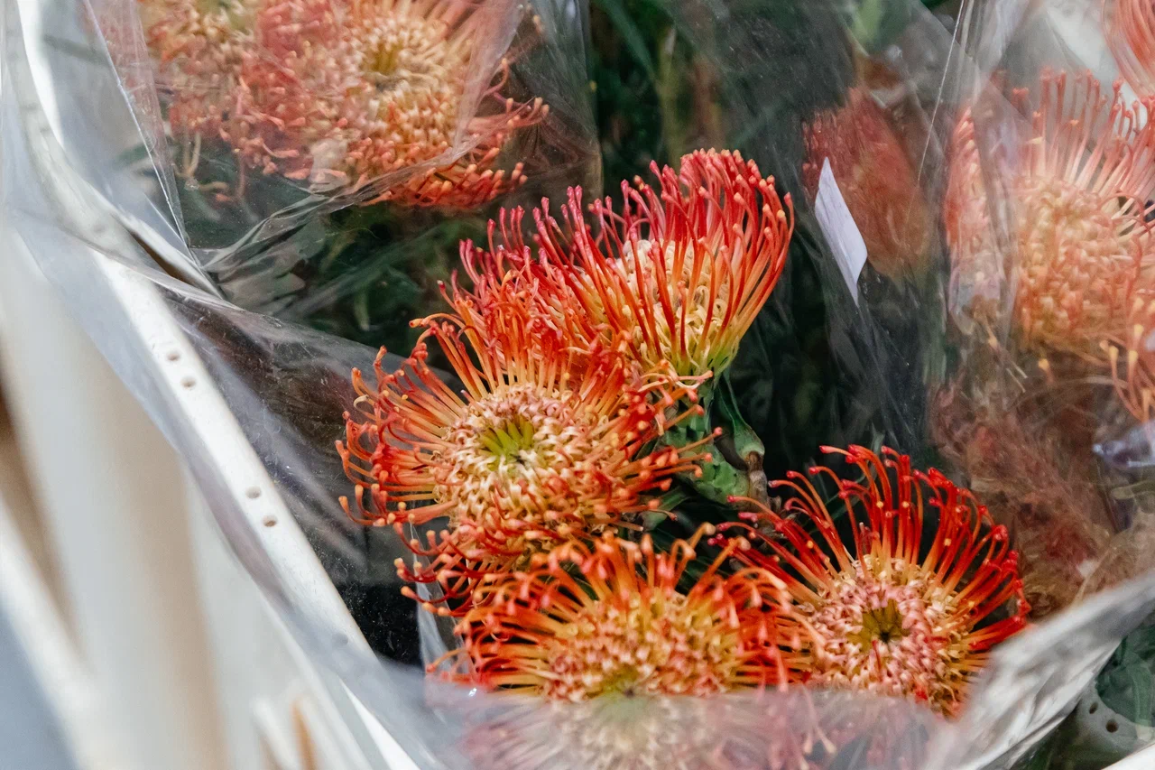 У игроков цветочного рынка ажиотаж – товар разбирают по пути на склад (фото) У игроков цветочного рынка ажиотаж – товар разбирают по пути на склад (фото)