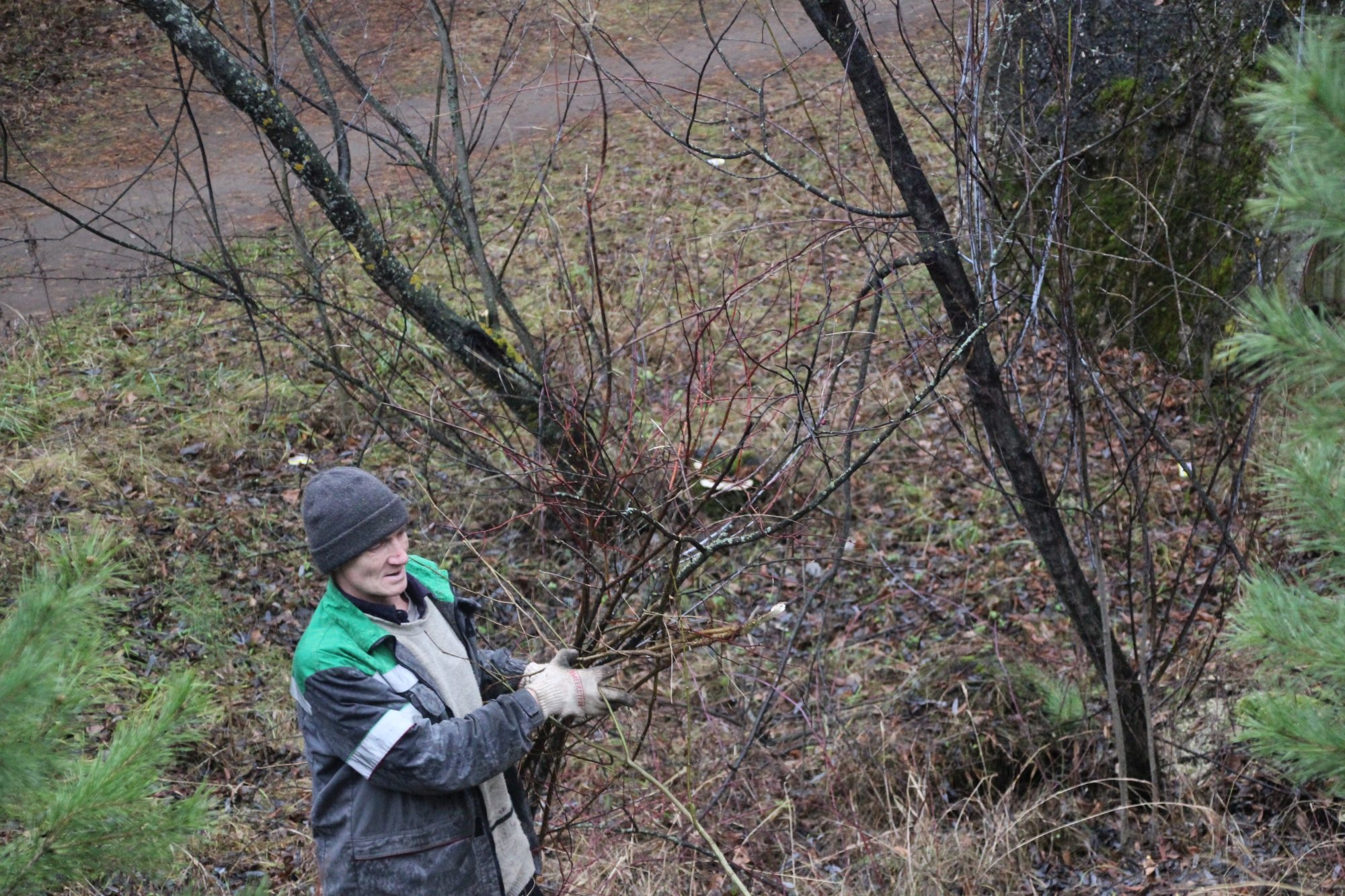 Коммунальщикам поручили спилить 16 га леса в Прибрежном (фото)