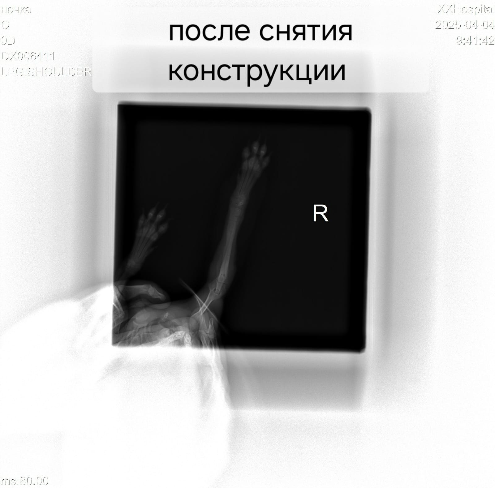 В Зверополисе спасли щенка шпица с помощью методики Илизарова