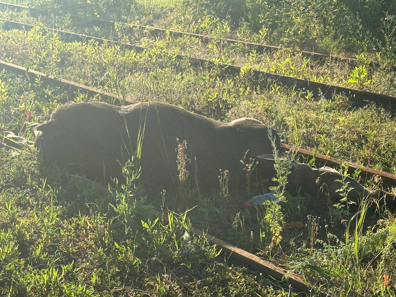 В Нижнекамске машина улетела в кювет после столкновения с лосем (фото) В Нижнекамске машина улетела в кювет после столкновения с лосем (фото)