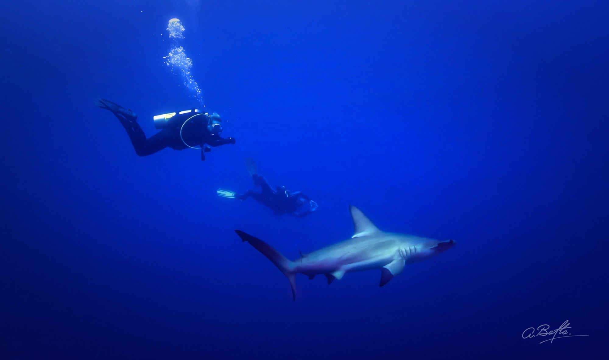 Бизнесмен Андрей Балта показал, как встретился с акулой-молотом (видео)