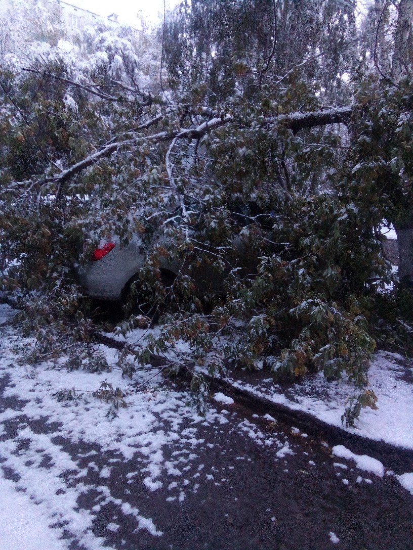 Первый снег и последствия непогоды в Челнах: на машины повалило деревья