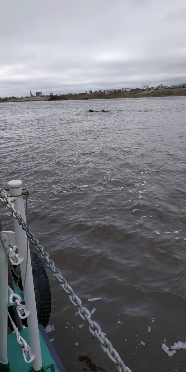 В плотине Нижнекамской ГЭС спасли лосей 