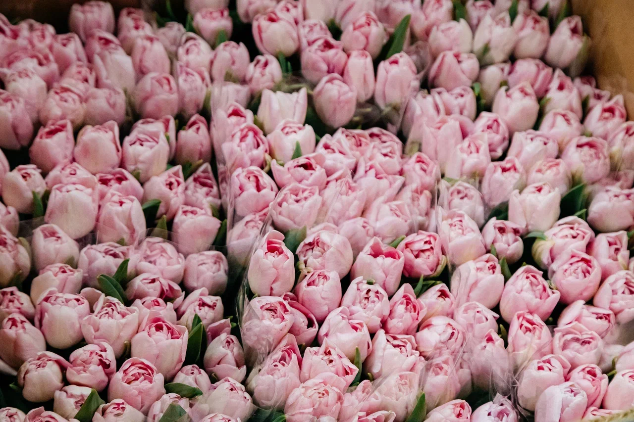 У игроков цветочного рынка ажиотаж – товар разбирают по пути на склад (фото) У игроков цветочного рынка ажиотаж – товар разбирают по пути на склад (фото)