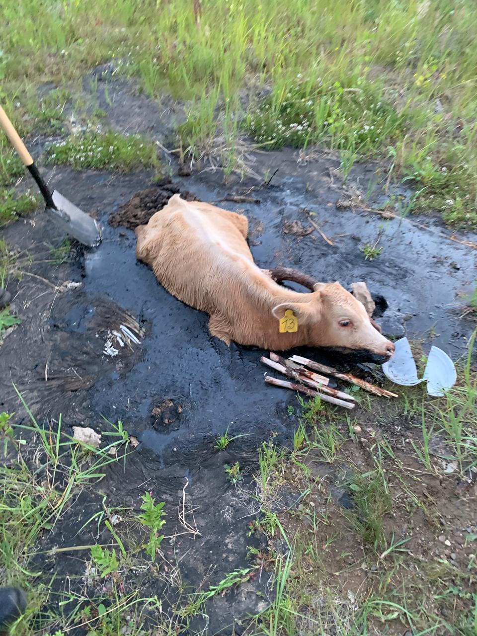 Сотрудники МЧС спасли теленка, который угодил в лужу битума (фото)