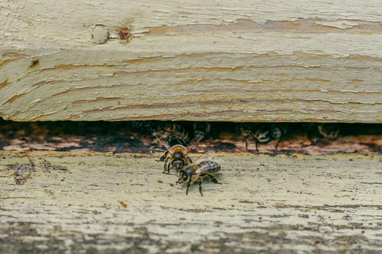 «Весь падеж пчел идет от рапсовых полей. Они нам такую подлянку делают. И мы остаемся ни с чем»
