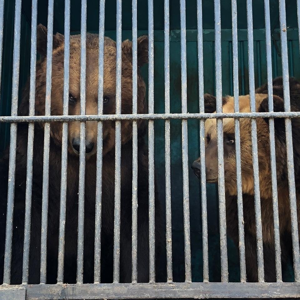 Передвижным зоопарком, на который жалуются челнинцы, занялась прокуратура