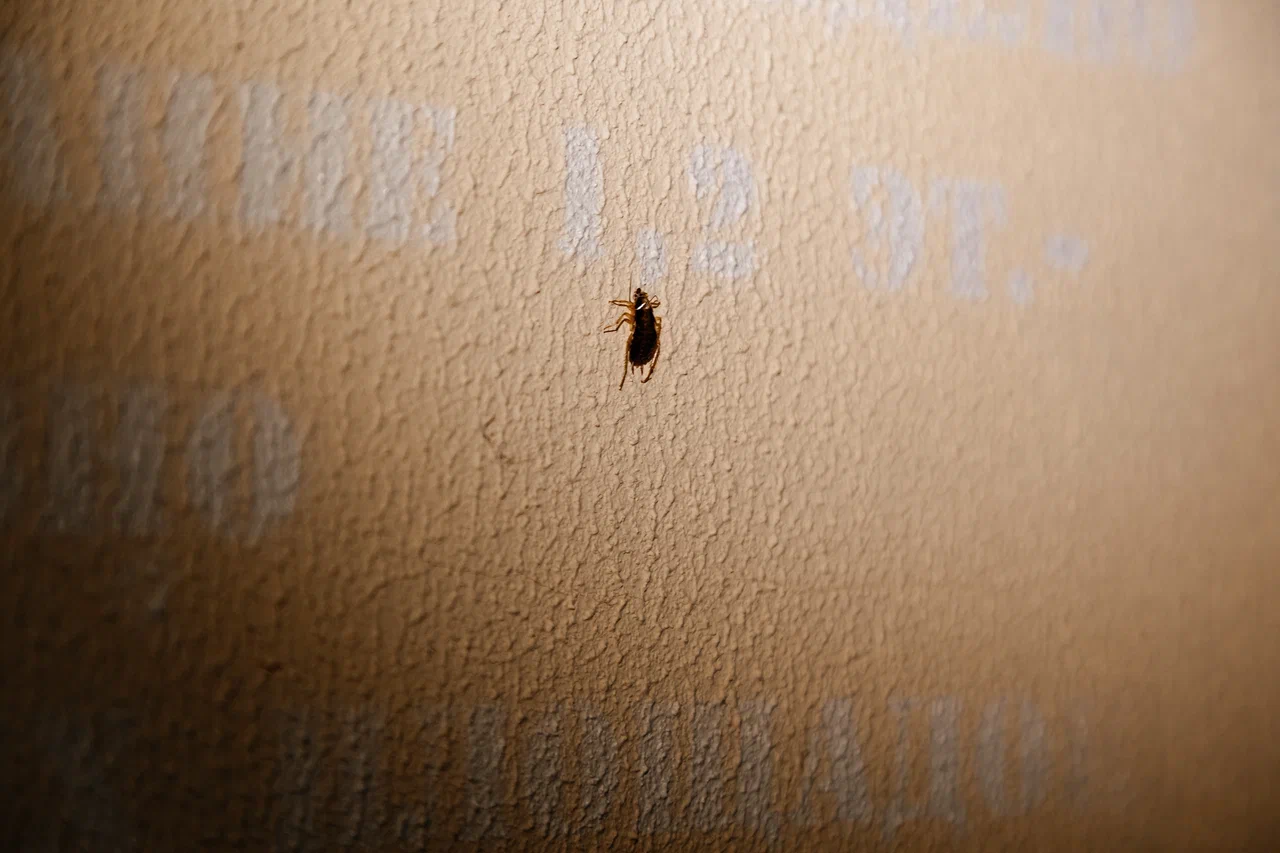 Тараканы и мыши: что в доме, который забросила УК «Центральный» (фото)