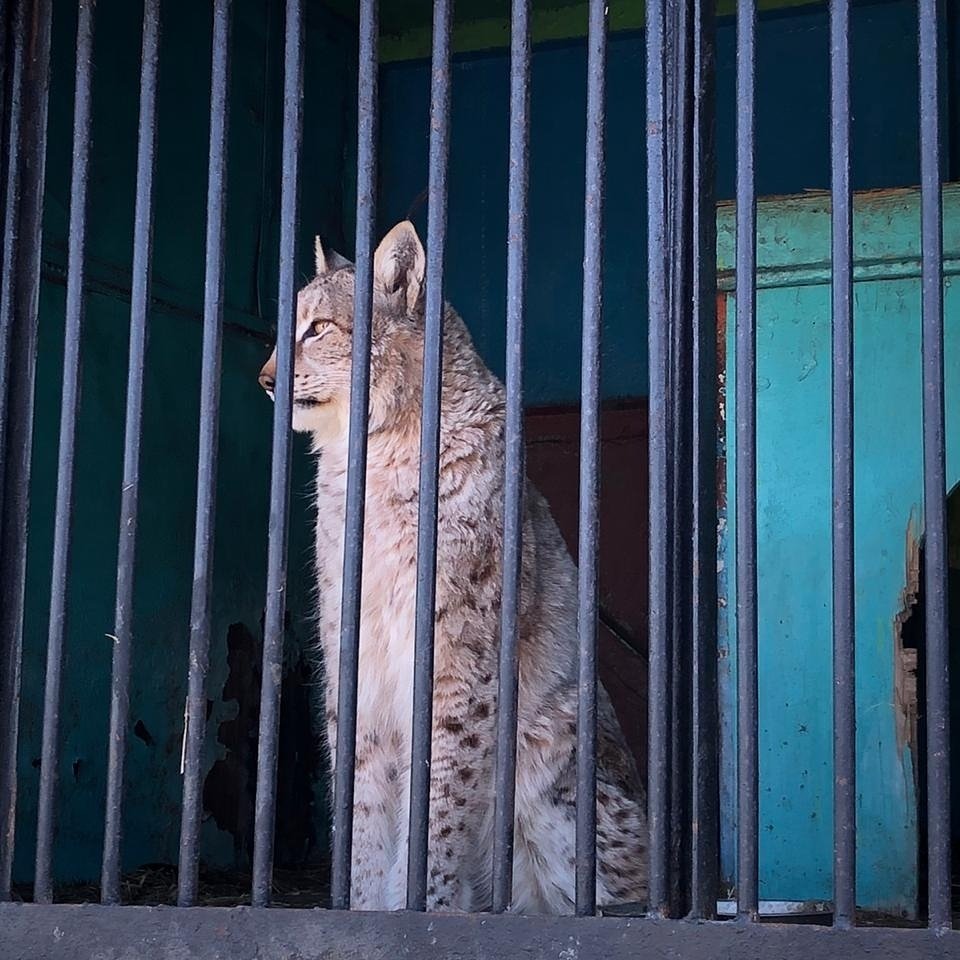 Передвижным зоопарком, на который жалуются челнинцы, занялась прокуратура