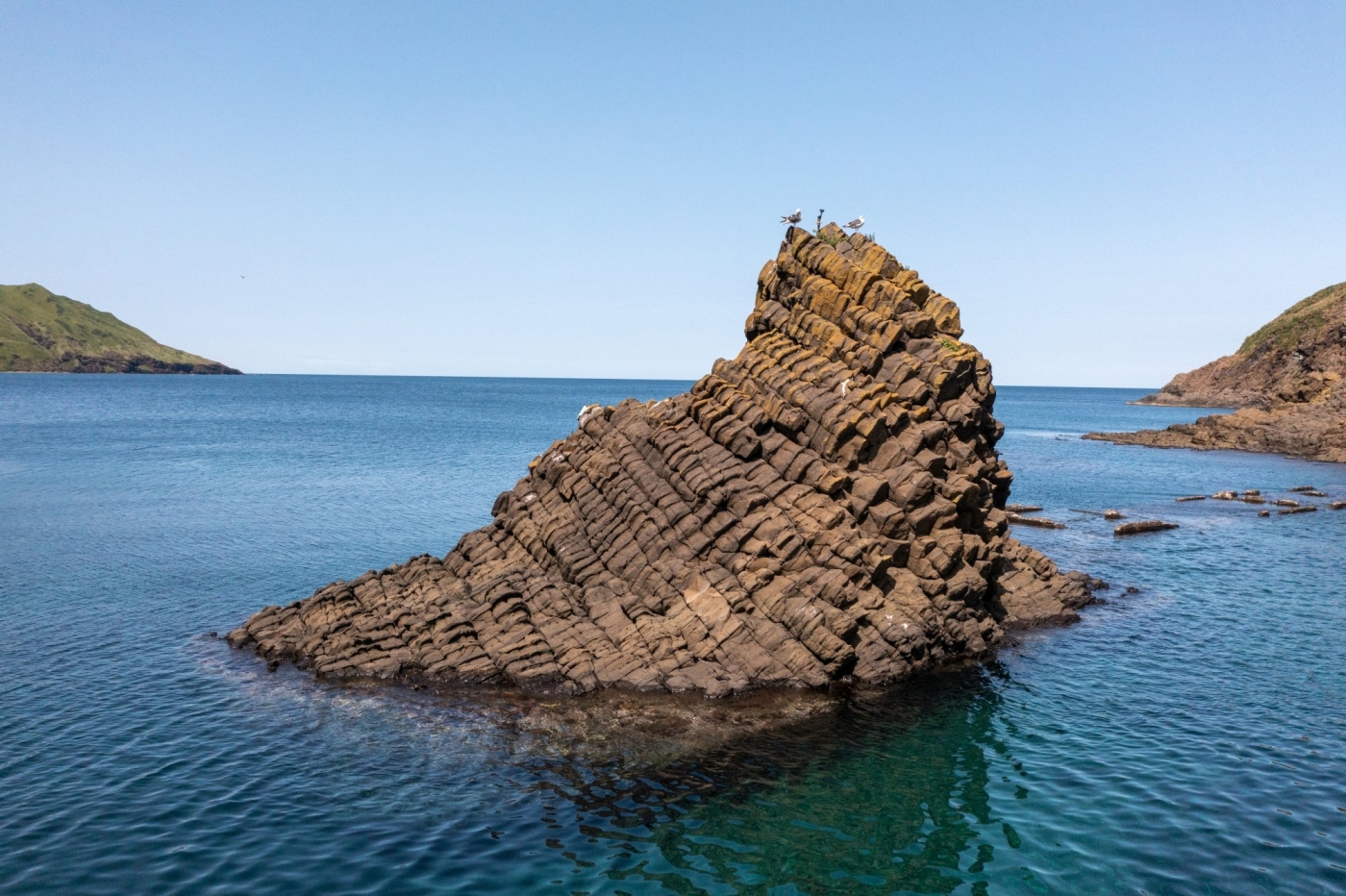 Андрей Балта показал ядовитого ската и нерпу, которые позировали ему в море 