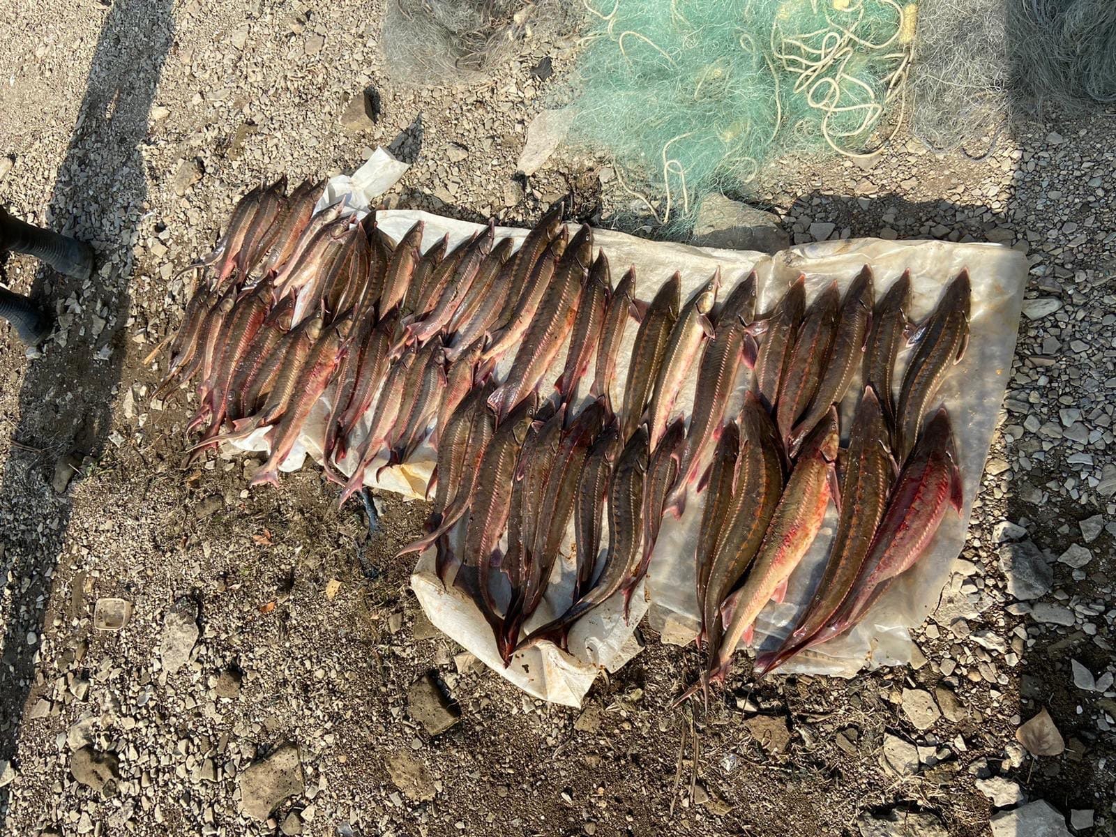 Челнинские полицейские поймали двух браконьеров с крупным уловом рыбы