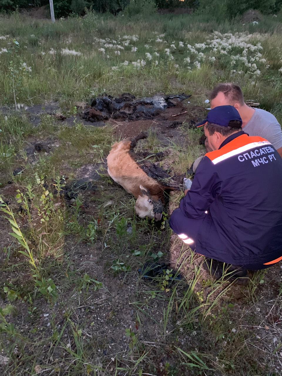 Сотрудники МЧС спасли теленка, который угодил в лужу битума (фото)