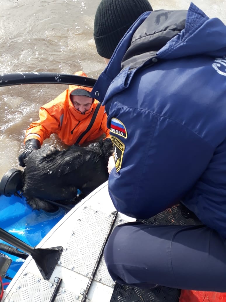 На Каме спасли тонущую собаку и рыбака, у которого отказали ноги