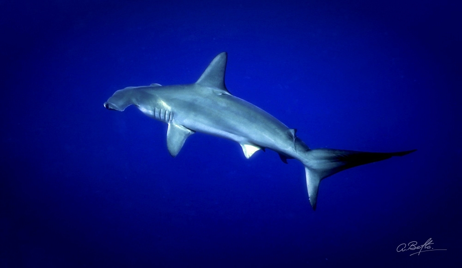 Бизнесмен Андрей Балта показал, как встретился с акулой-молотом (видео)