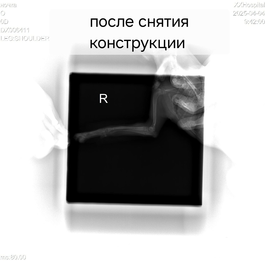 В Зверополисе спасли щенка шпица с помощью методики Илизарова
