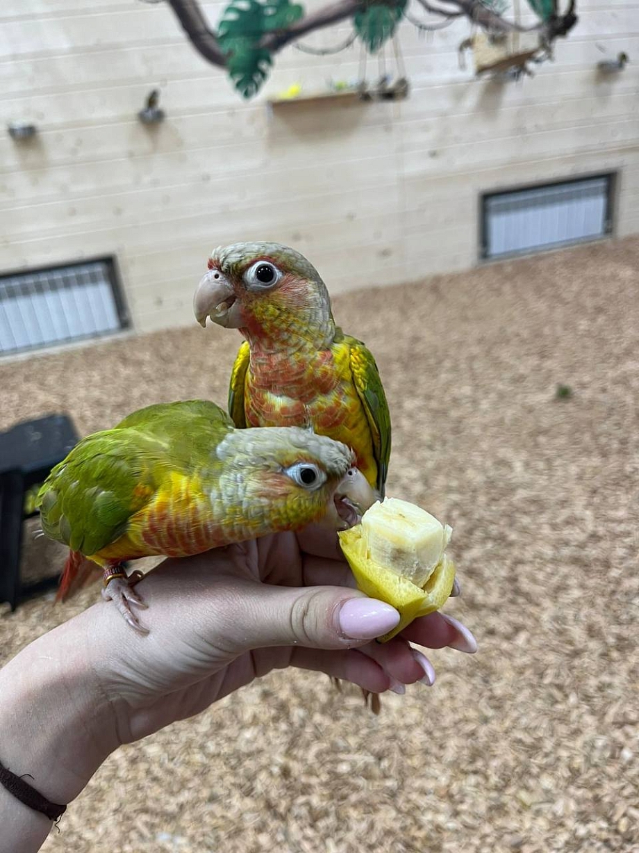 Новое пространство: в Челнах впервые открылась «Попугайня»