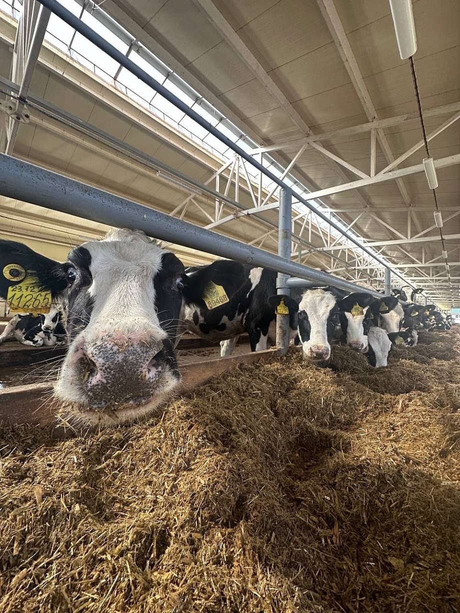 Миннехузин строит под Челнами мегаферму на 1200 коров