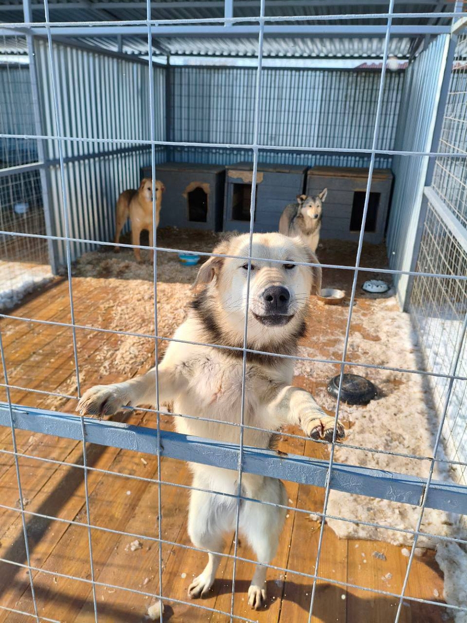 В Нижнекамске под угрозой затопления оказался приют для животных