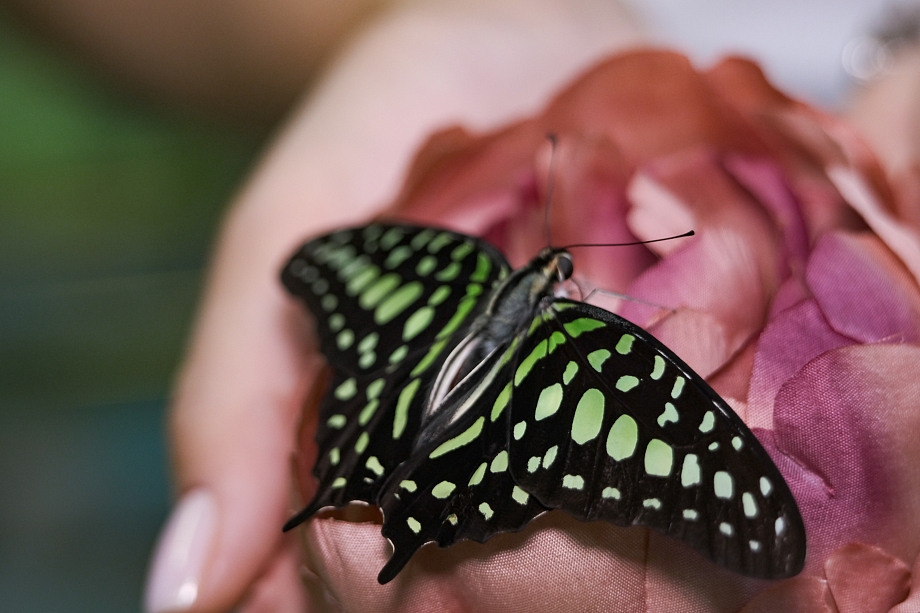 Райские бабочки со всего мира: в Челнах открылась уникальная выставка