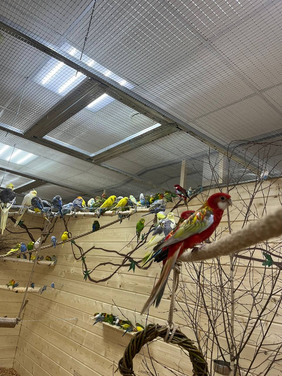 Новое пространство: в Челнах впервые открылась «Попугайня»