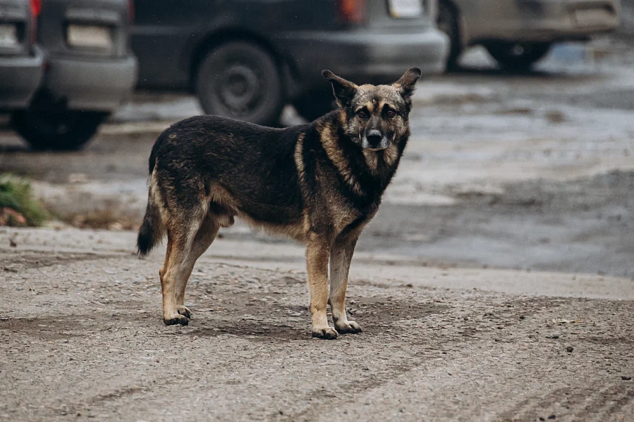«Присвоили себе и хоть бы что! Это же доступ к воде! Не дай Бог пожар, воду на нашей улице нигде не возьмешь»