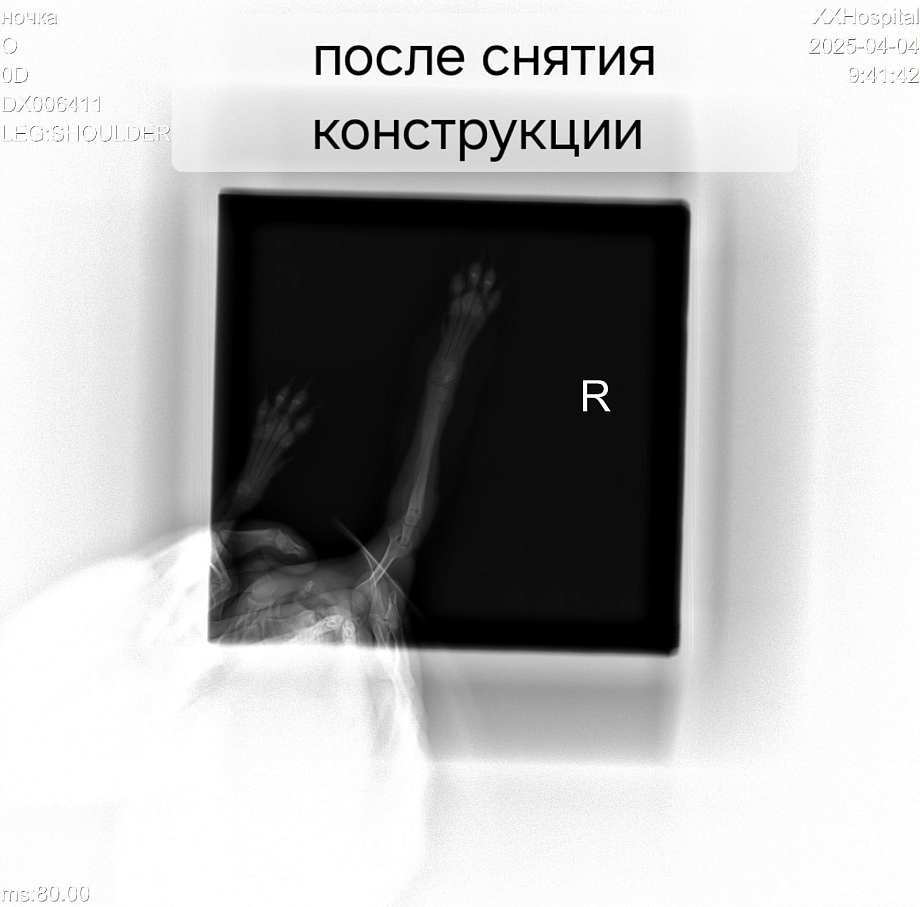 В Зверополисе спасли щенка шпица с помощью методики Илизарова