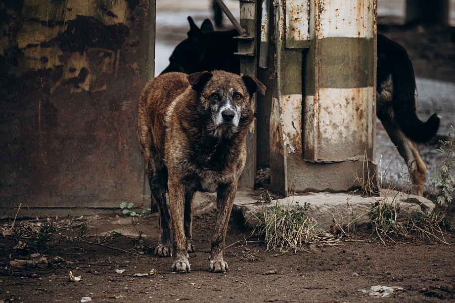 «Дорога, сделанная на налоги, оплате не подлежит. Они закрывают на это глаза. Ведь вопрос в деньгах»