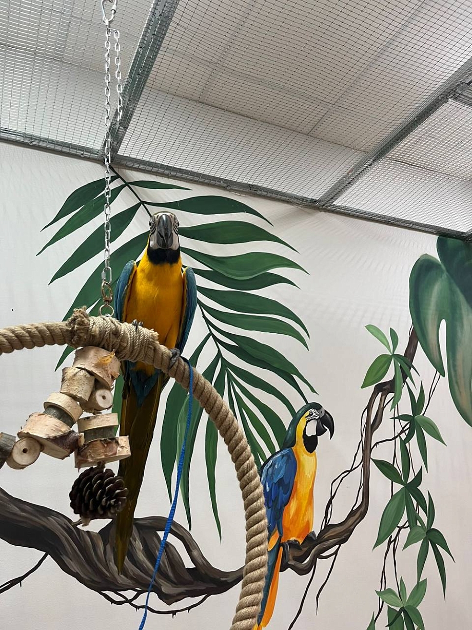 Новое пространство: в Челнах впервые открылась «Попугайня»