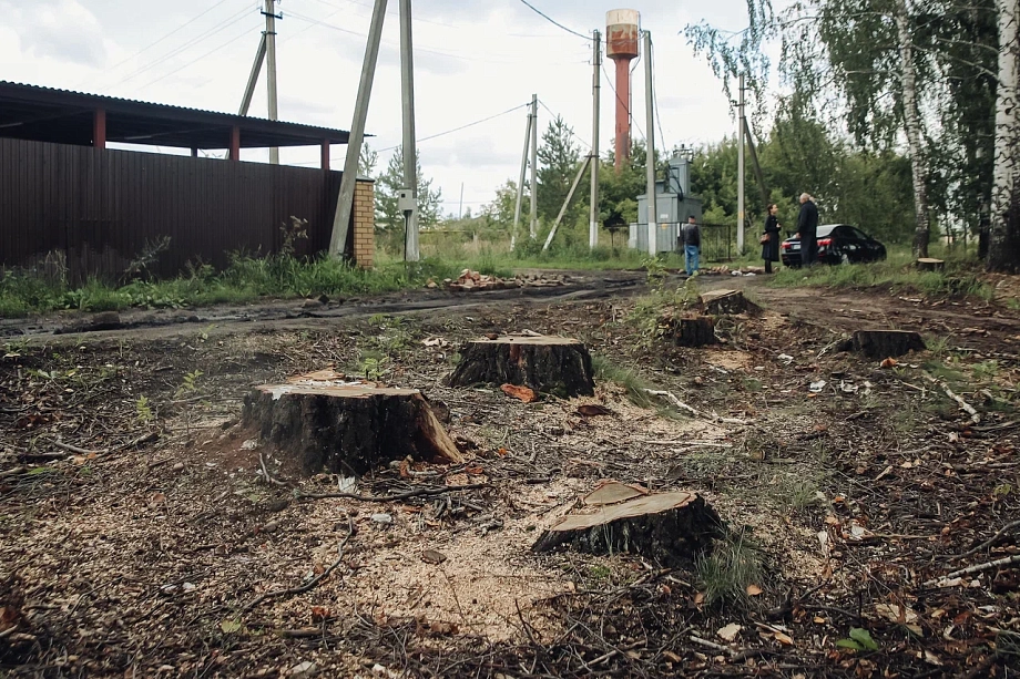 В Калмаше идет массовая вырубка полувековых берез – жители бьют тревогу (фото)