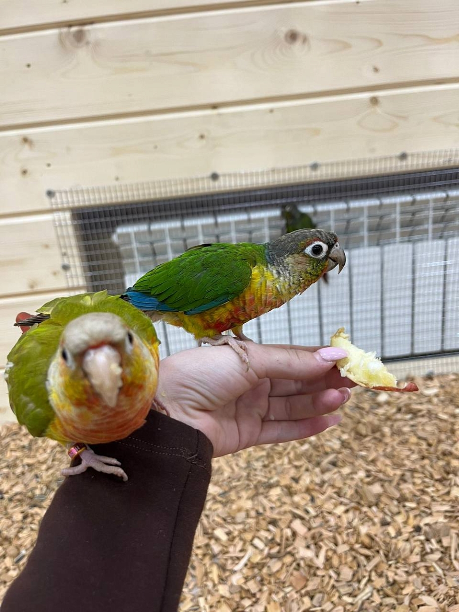 Новое пространство: в Челнах впервые открылась «Попугайня»