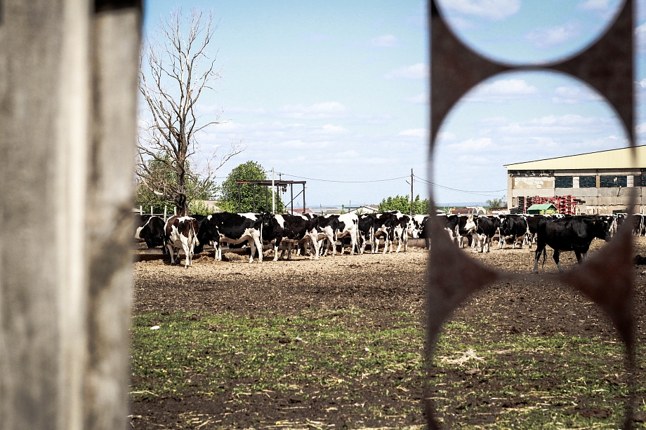 «Там разваливается моя родина. Нет руководства, нет никаких построений. Все больные животные собрались там» «Там разваливается моя родина. Нет руководства, нет никаких построений. Все больные животные собрались там»