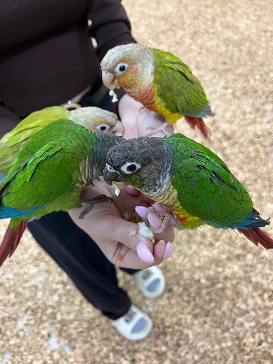 Новое пространство: в Челнах впервые открылась «Попугайня»