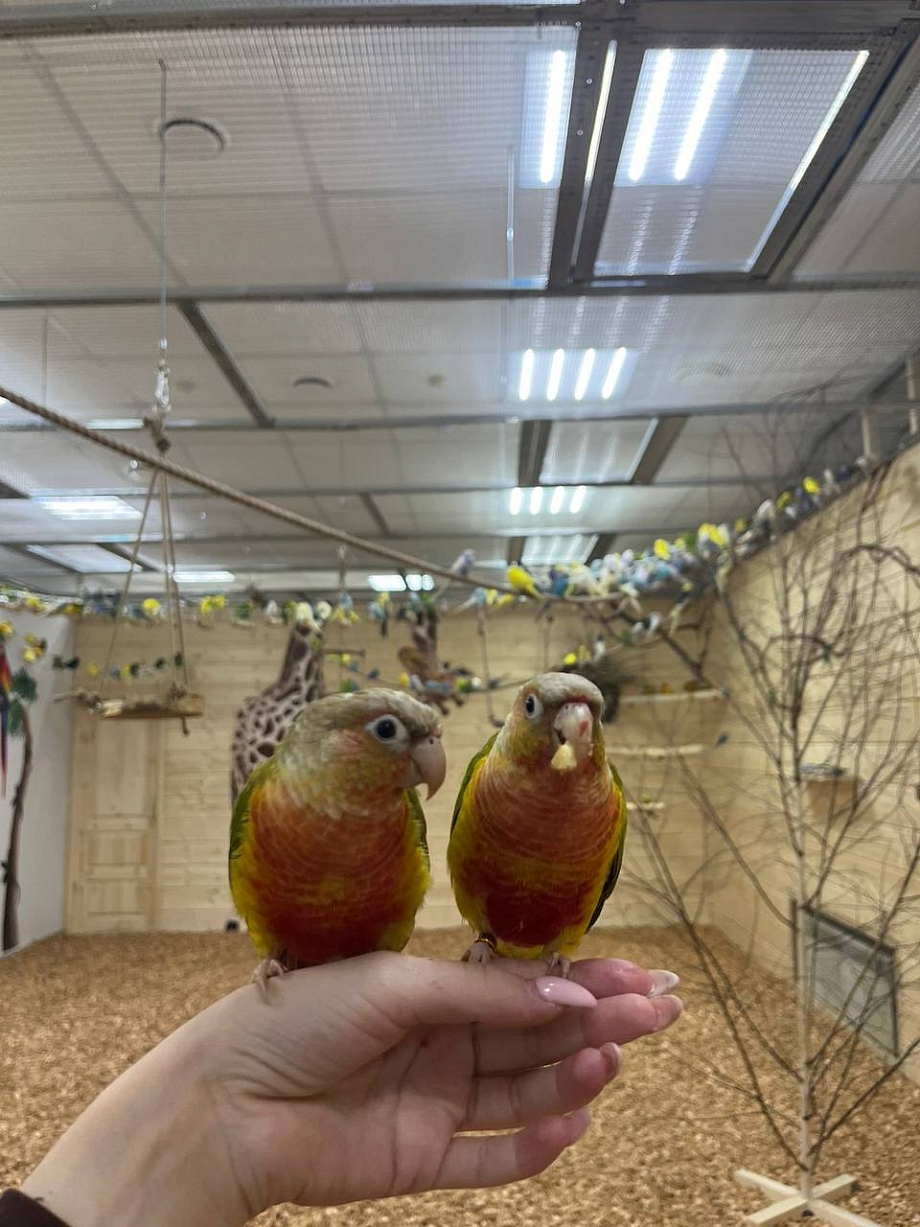 Новое пространство: в Челнах впервые открылась «Попугайня»