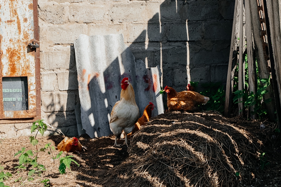 «Там разваливается моя родина. Нет руководства, нет никаких построений. Все больные животные собрались там»