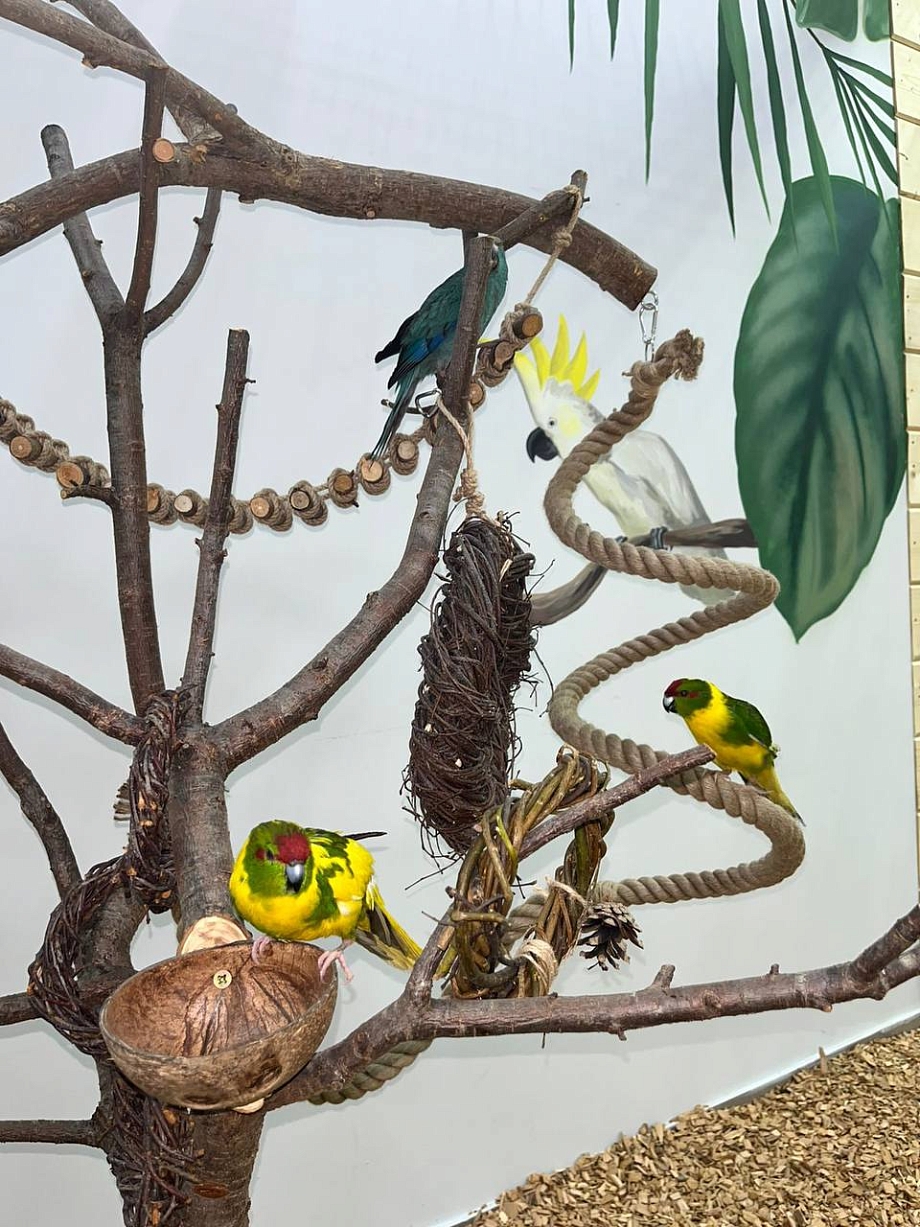 Новое пространство: в Челнах впервые открылась «Попугайня»