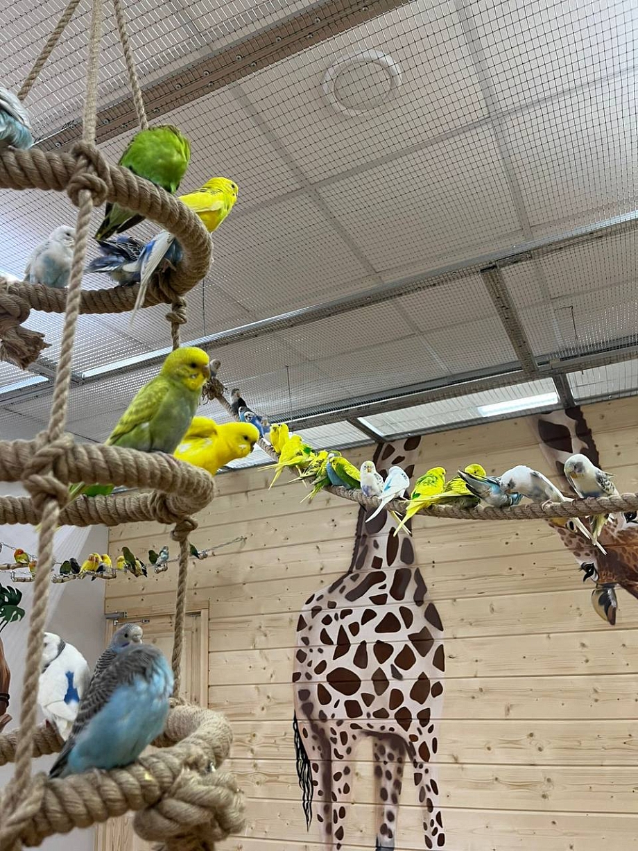 Новое пространство: в Челнах впервые открылась «Попугайня»